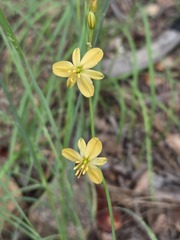 Echeandia flavescens