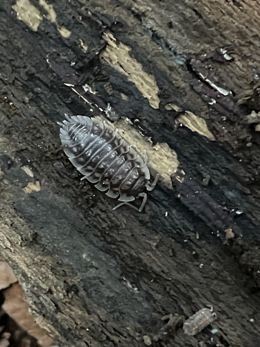 Common Shiny Woodlouse