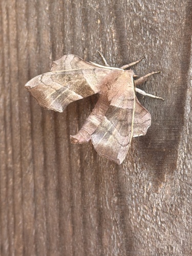Walnut Sphinx