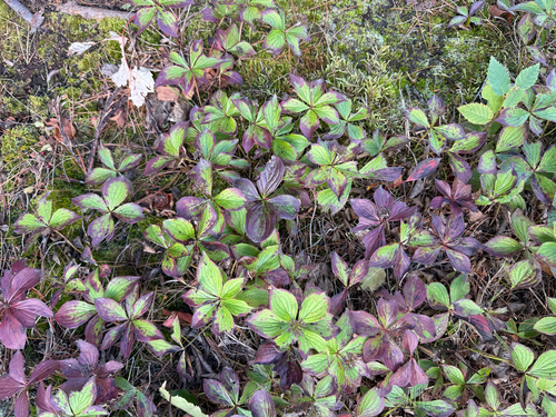 Canadian bunchberry