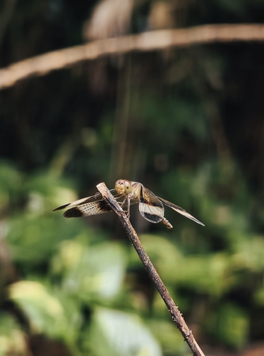 Pied Paddy Skimmer