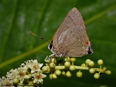 Allosmaitia strophius