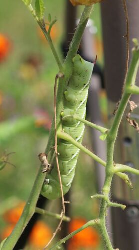 Carolina Sphinx