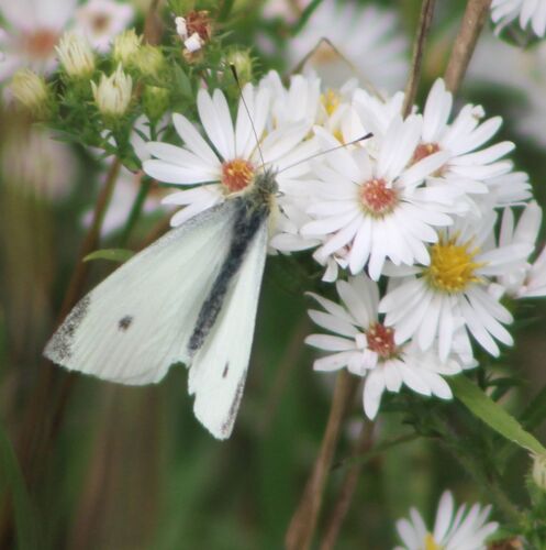 Small White