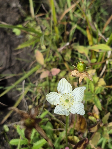fen grass of Parnassus