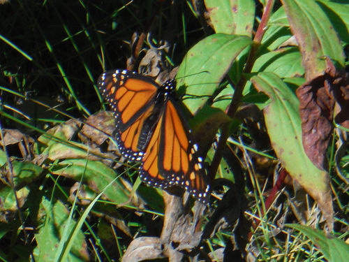 Monarch