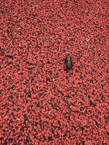 European Field Cricket