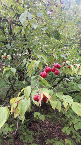 Cornelian cherry