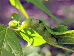 Contarinia negundinis