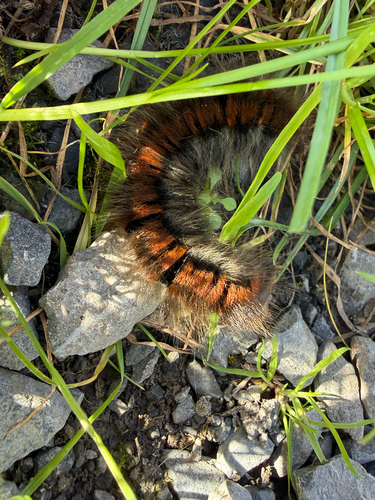 Fox Moth