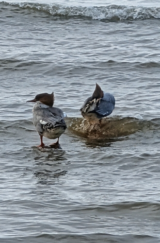 Common Merganser