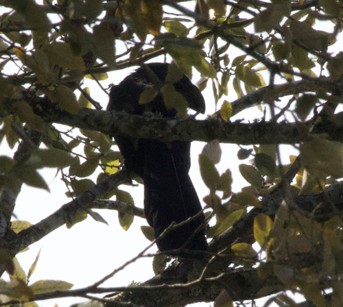 Groove-billed Ani