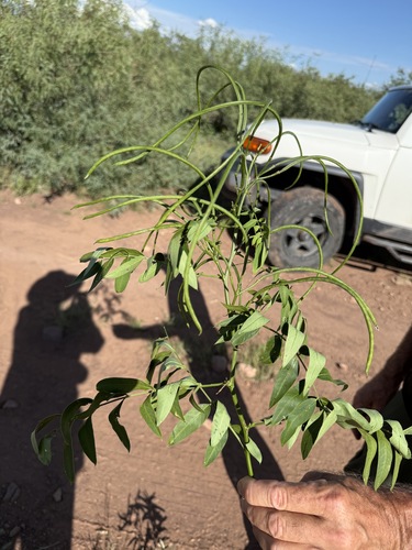 Senna hirsuta observed 2026-09-15