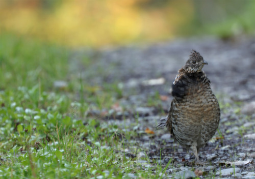 Ruffed Grouse