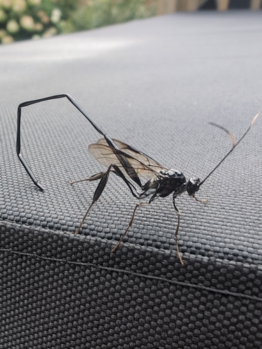 American Pelecinid Wasp