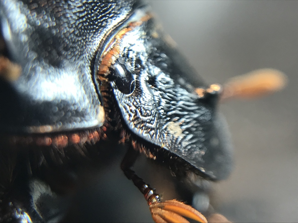 Carolina Dung Beetle