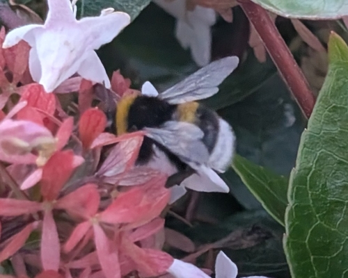 Buff-tailed Bumble Bee