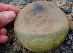 Globicephala melas
