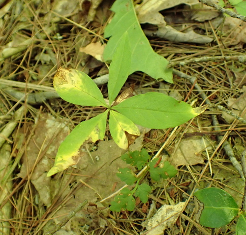 Lysimachia borealis, photograph 3