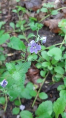 Veronica chamaedrys