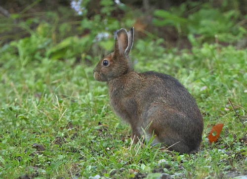Snowshoe Hare