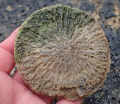Globicephala melas