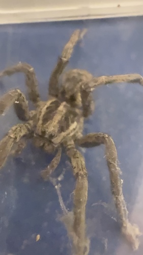 Radiated Wolf Spider