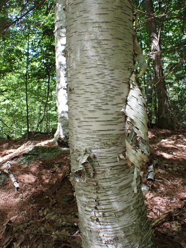 Betula papyrifera, photograph 5