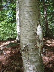 Betula papyrifera, photograph (c) Steven Lamonde, some rights reserved (CC BY)