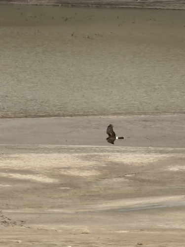 Northern Harrier
