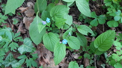 Omphalodes verna