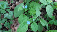 Omphalodes verna
