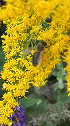 Western Honey Bee