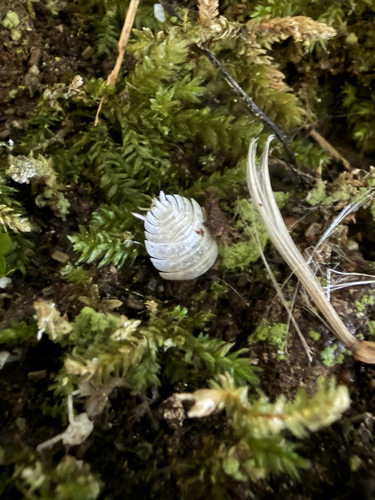 Common Shiny Woodlouse