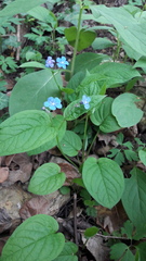 Omphalodes verna