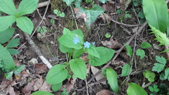 Omphalodes verna