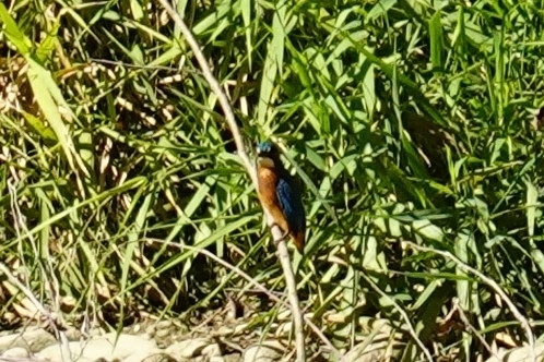 Common Kingfisher