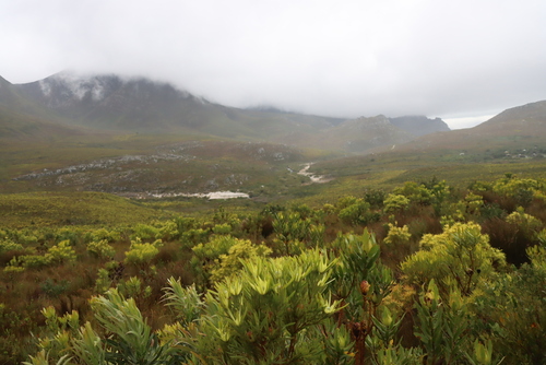 Leucadendron laureolum, photograph 6