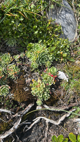 Livelong Saxifrage