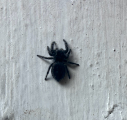 Boreal Tufted Jumping Spider