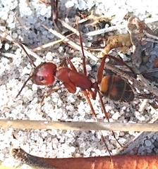 Camponotus socius