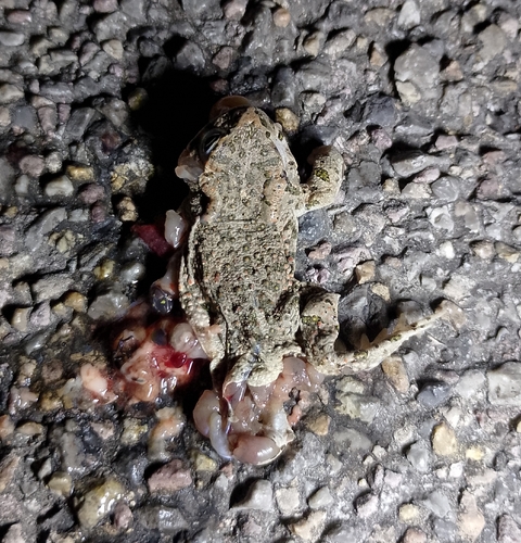 Green Toad