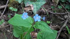 Omphalodes verna