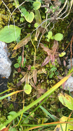 Alpine Butterwort