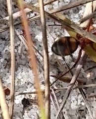 Camponotus socius