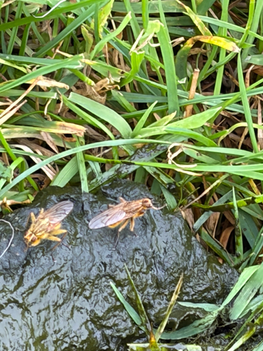 Golden Dung Fly