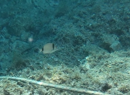 Common Two-banded Seabream