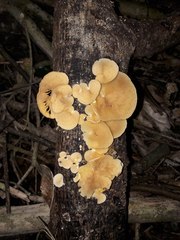 Crepidotus praecipuus