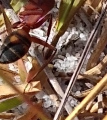 Camponotus socius