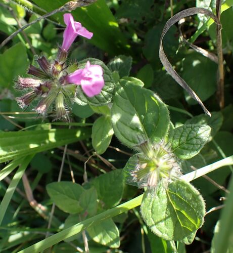 Clinopodium menthifolium